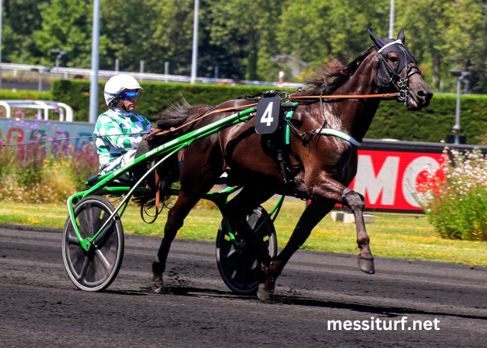 Jolie Turf Gagnant Jolie Turf Gagnant