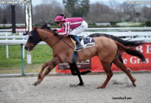 Good Hippique Turf