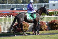 Les Leaders Turf