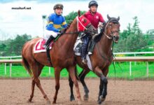 Lingodor Turf 2019