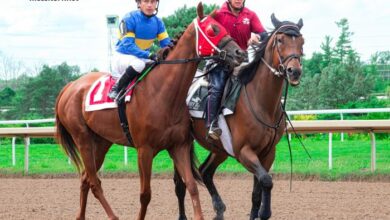 Lingodor Turf 2019