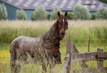 LA Cle Du Millionnaire