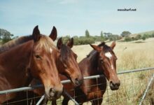 Legende Hippique Turf