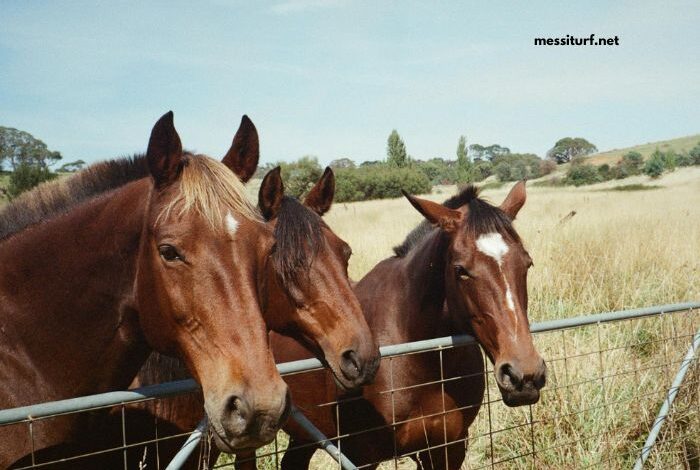 Legende Hippique Turf