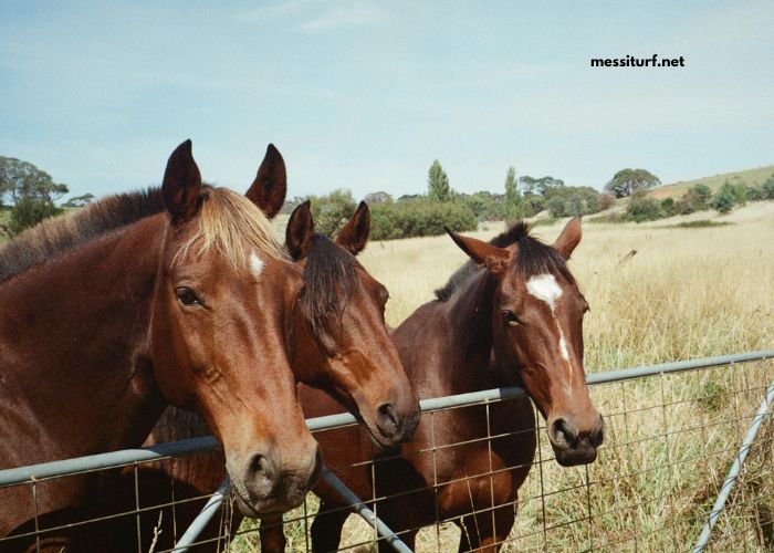 Legende Hippique Turf Legende Hippique Turf