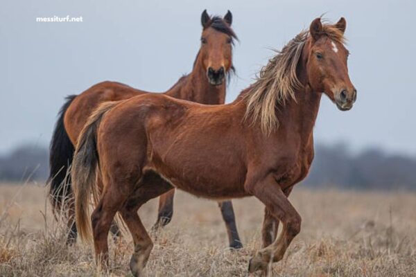 8 Chevaux Turf Magique