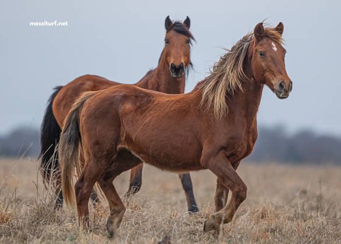 8 Chevaux Turf Magique