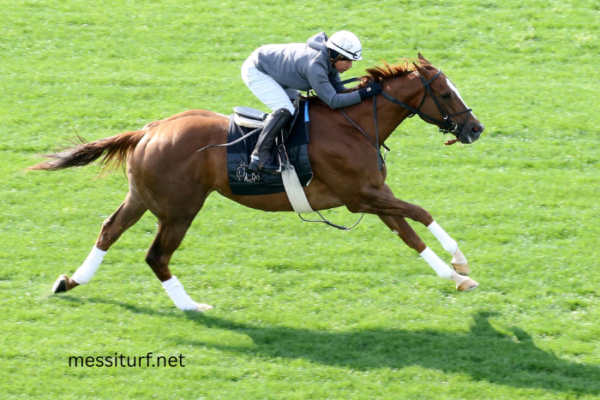 Why Turf Tracks Matter in Horse Racing